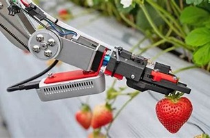 AIいちご自動収穫ロボット「ロボつみ」の開発